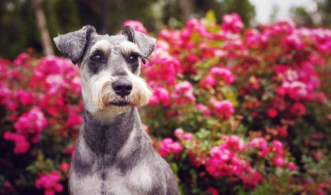 लघ  schnauzer क  एक बड   क त त  कह  ज  सकत  ह , ज  एक छ ट  शर र म   स लग न ह । क त त  लघ  schnauzer उसक  च र   ओर सब क छ स  स वध न ह , और म ल क क  रक ष  करन  क  बह त इच छ  ह 