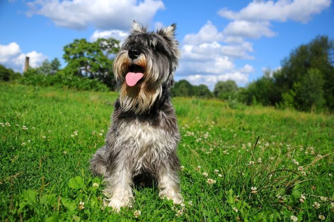 लघ  Schnauzer र ग
