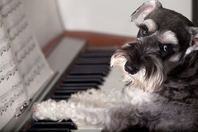 लघ  Schnauzer क ल स क स क  सम म न करत  ह 