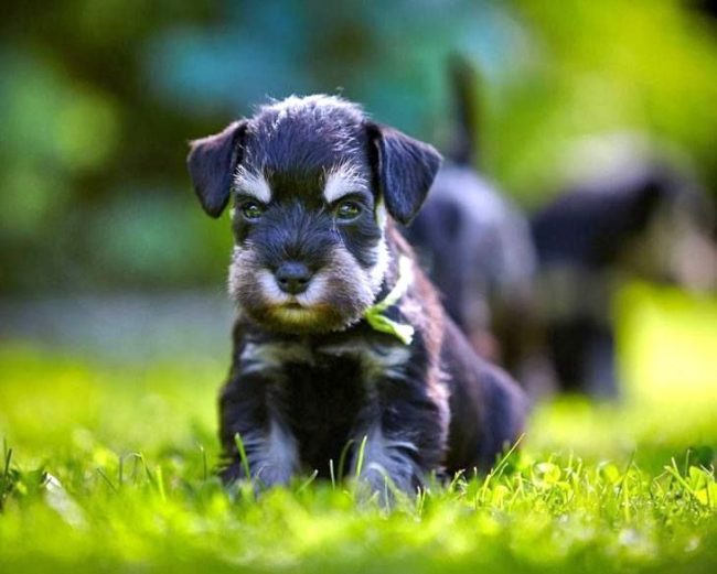 ग भ र श श  लघ  Schnauzer