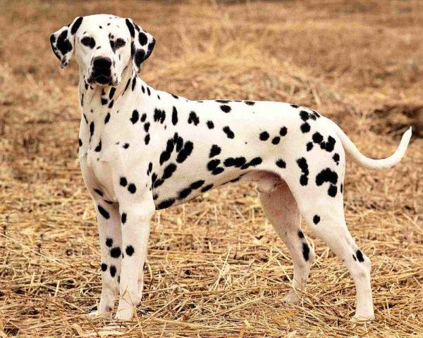 Dalmatian
