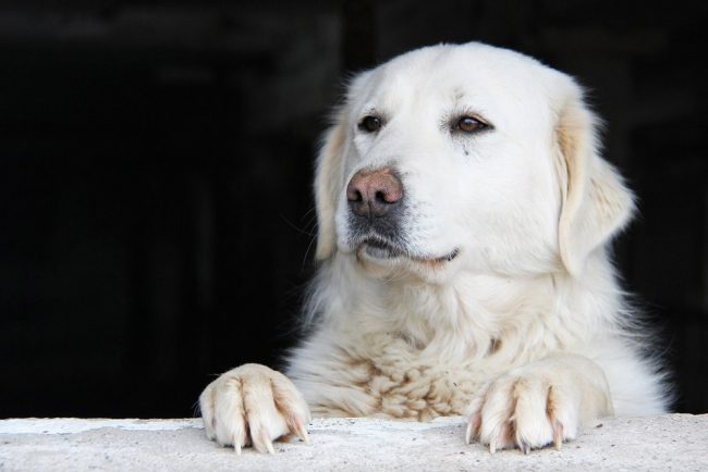 Kuvasz