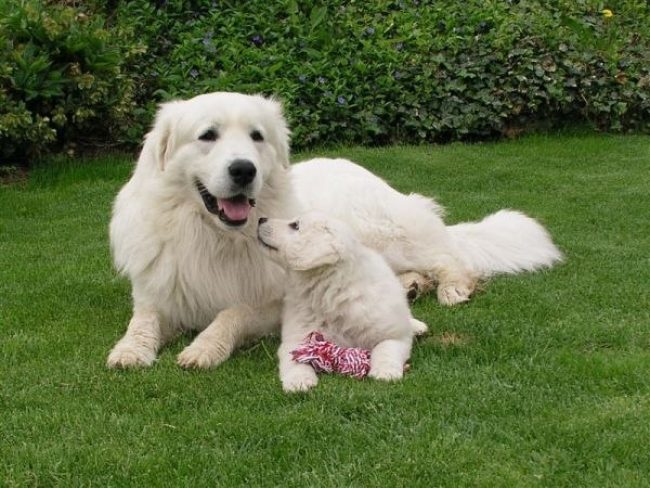 Kuvasz
