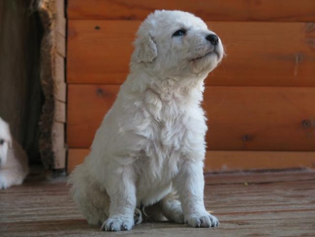 Kuvasz