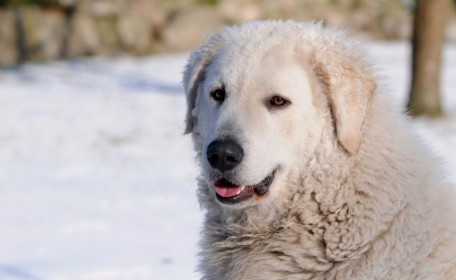 Kuvasz