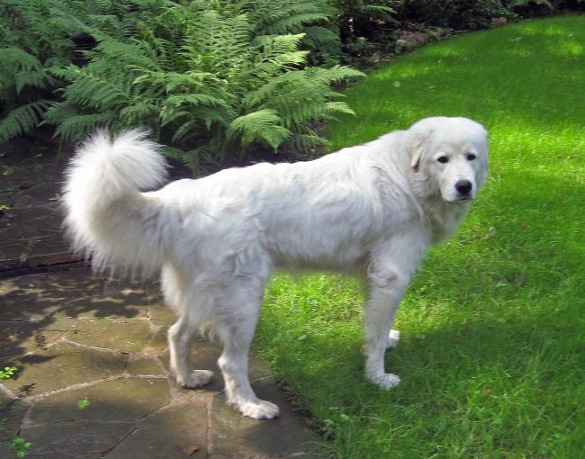 Kuvasz