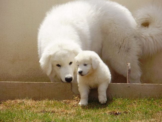 Kuvasz
