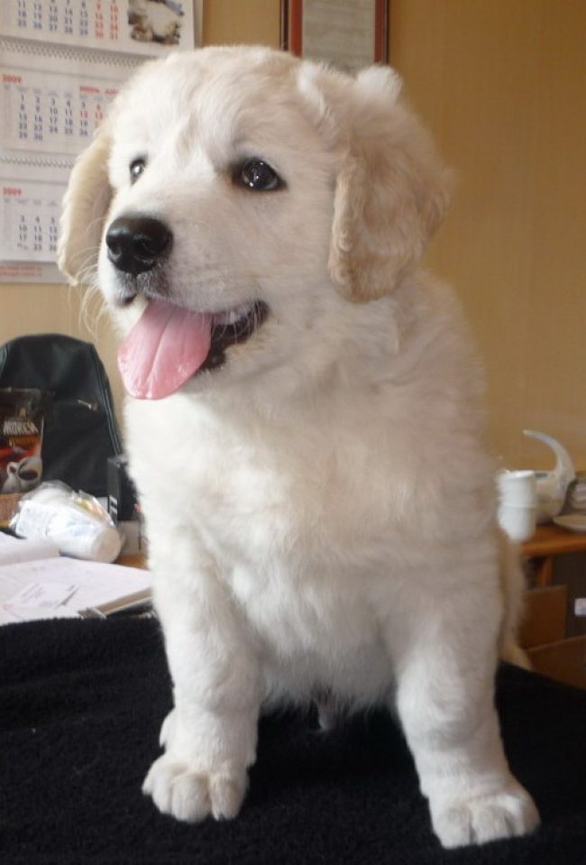 Kuvasz