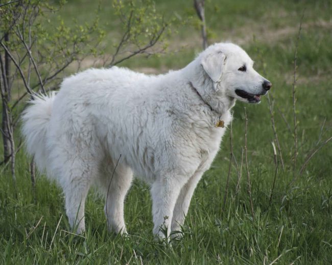 Kuvasz