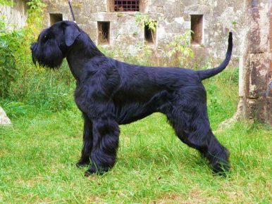 प र ण व क स म   व श लक य Schnauzer