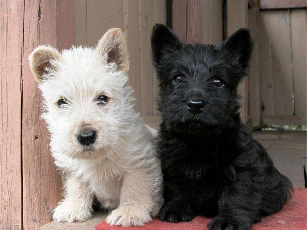 स क च ट र यर स