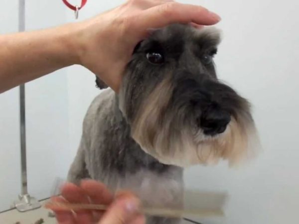 Zwergschnauzer क  ब ल कटव न  और ट र म  ग न  ल ख पढ  