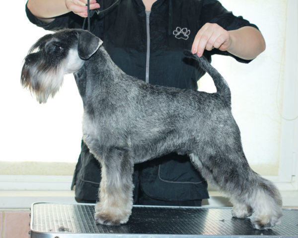 Zwergschnauzer क  ब ल कटव न 